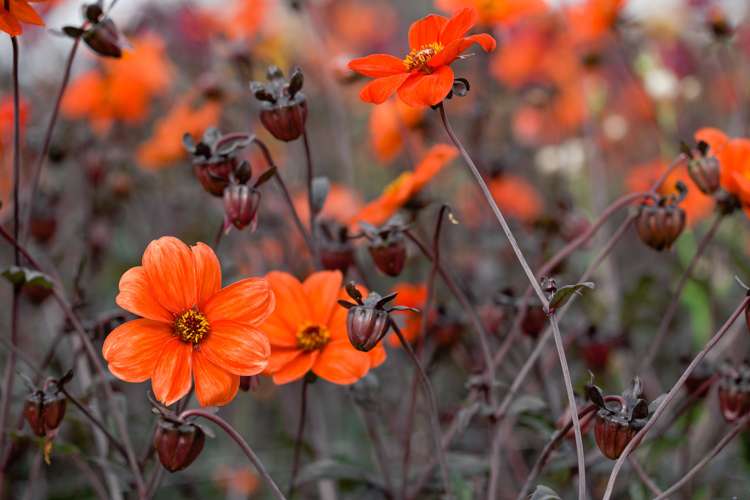 Dahlia 'Bishop of Oxford'